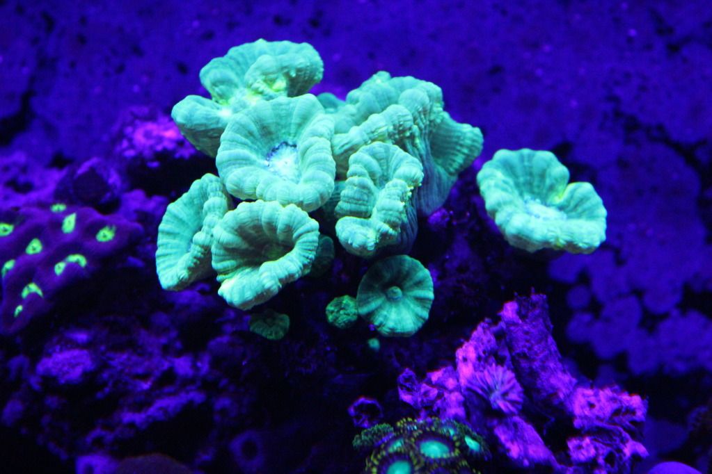 Candycane coral? Reef Central Online Community